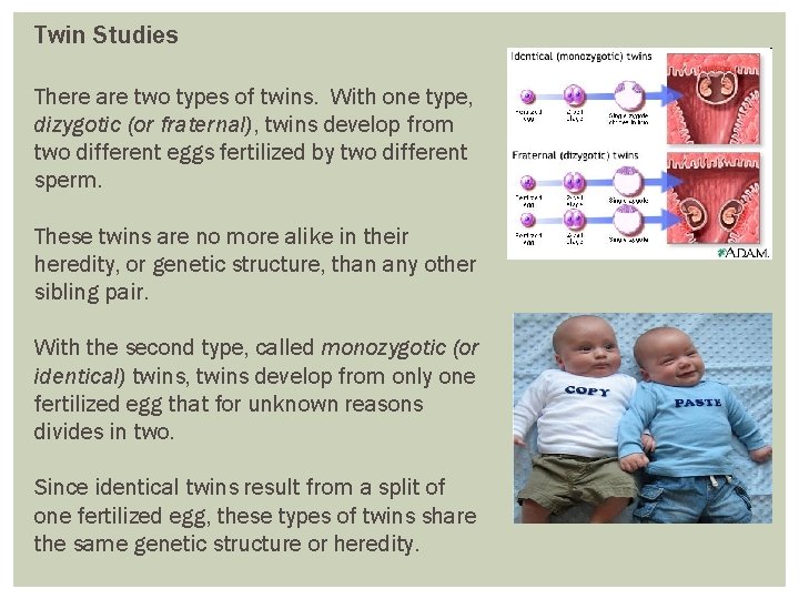 Twin Studies There are two types of twins. With one type, dizygotic (or fraternal),