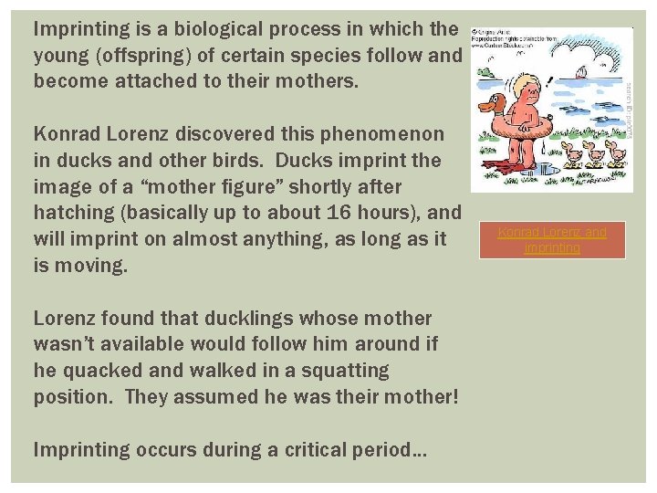 Imprinting is a biological process in which the young (offspring) of certain species follow