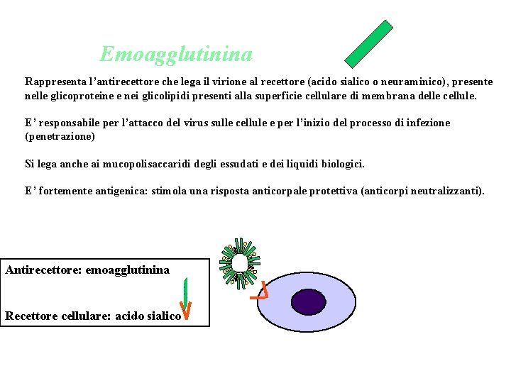 Emoagglutinina Rappresenta l’antirecettore che lega il virione al recettore (acido sialico o neuraminico), presente