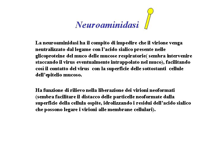 Neuroaminidasi La neuroaminidasi ha il compito di impedire che il virione venga neutralizzato dal