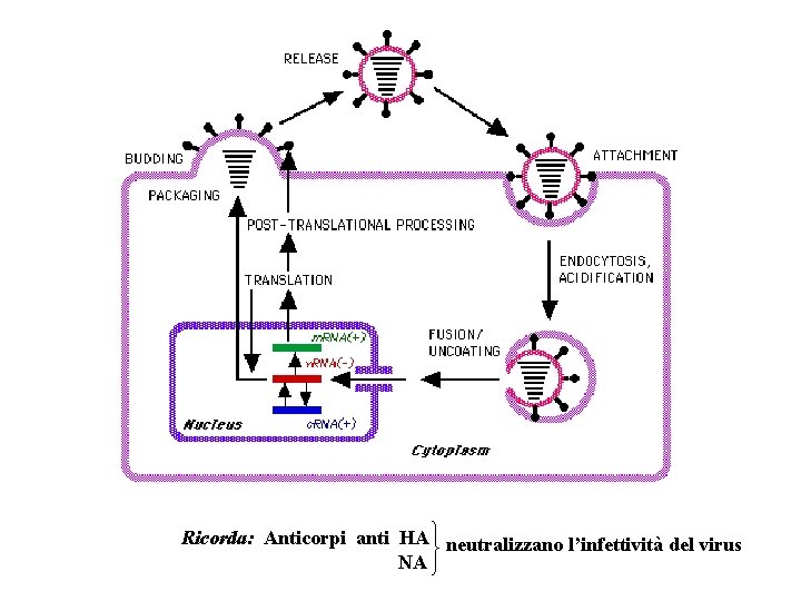 Ricorda: Anticorpi anti HA neutralizzano l’infettività del virus NA 