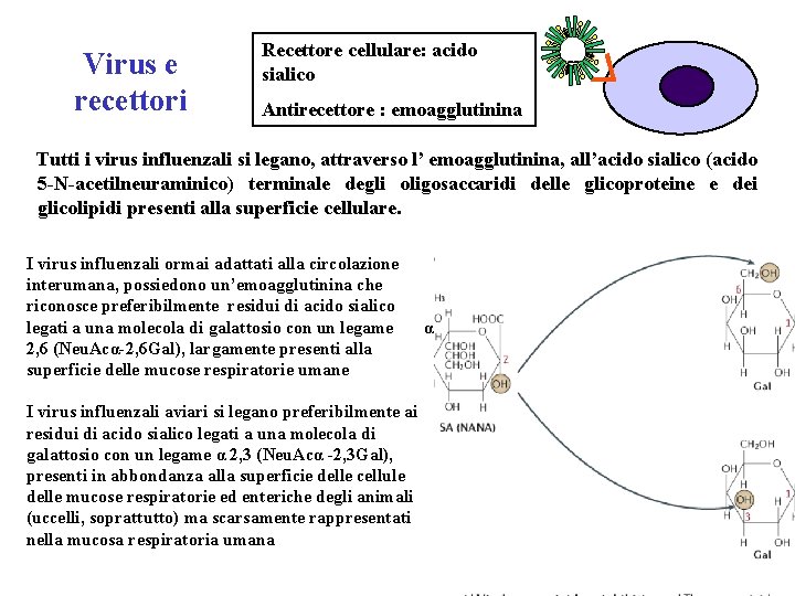 Virus e recettori Recettore cellulare: acido sialico Antirecettore : emoagglutinina Tutti i virus influenzali