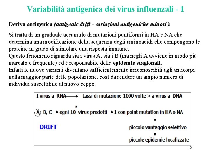 Variabilità antigenica dei virus influenzali - 1 Deriva antigenica (antigenic drift - variazioni antigeniche