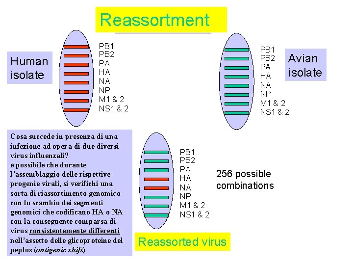 Reassortment Human isolate PB 1 PB 2 PA HA NA NP M 1 &