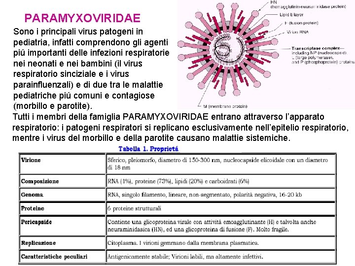 PARAMYXOVIRIDAE Sono i principali virus patogeni in pediatria, infatti comprendono gli agenti piú importanti