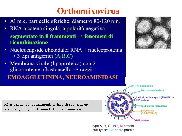 Orthomixovirus RNA genomico 8 frammenti distinti che funzionano come singoli geni ( fr. HA