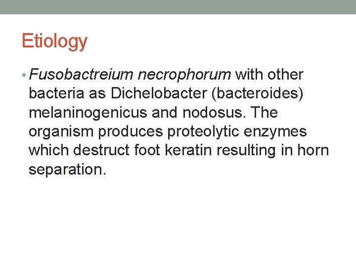 Etiology • Fusobactreium necrophorum with other bacteria as Dichelobacter (bacteroides) melaninogenicus and nodosus. The