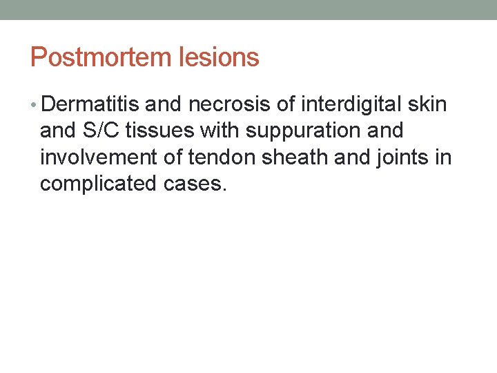 Postmortem lesions • Dermatitis and necrosis of interdigital skin and S/C tissues with suppuration