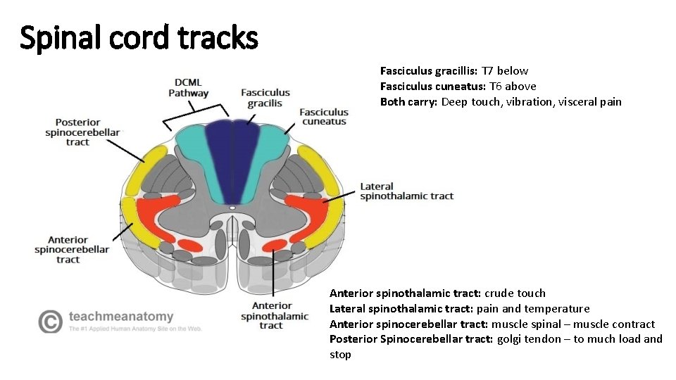 Spinal cord tracks Fasciculus gracillis: T 7 below Fasciculus cuneatus: T 6 above Both