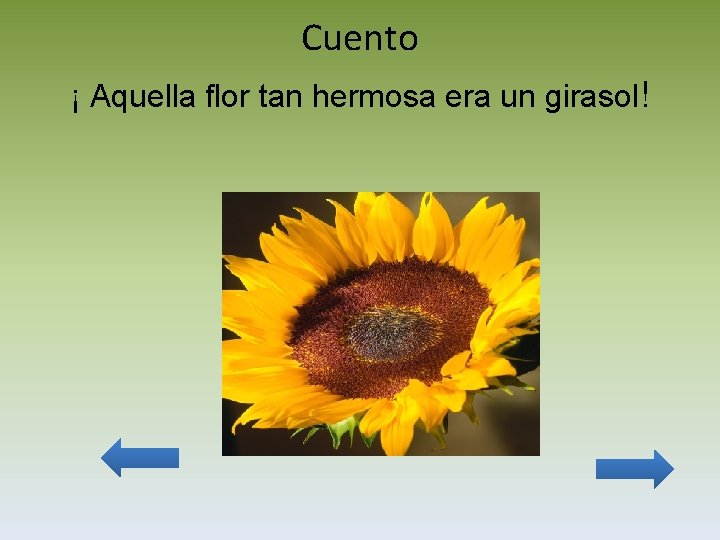 Cuento ¡ Aquella flor tan hermosa era un girasol! 