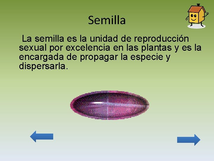 Semilla La semilla es la unidad de reproducción sexual por excelencia en las plantas
