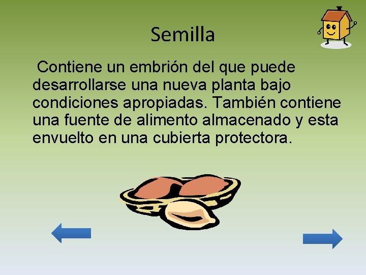 Semilla Contiene un embrión del que puede desarrollarse una nueva planta bajo condiciones apropiadas.