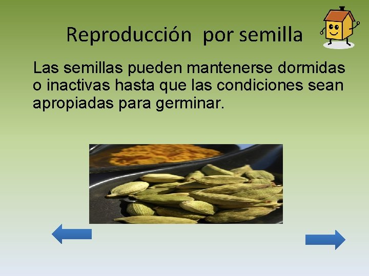 Reproducción por semilla Las semillas pueden mantenerse dormidas o inactivas hasta que las condiciones