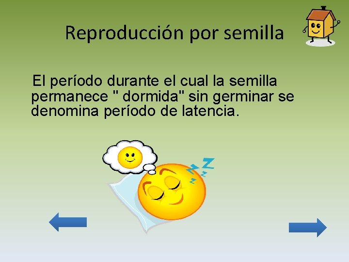 Reproducción por semilla El período durante el cual la semilla permanece " dormida" sin