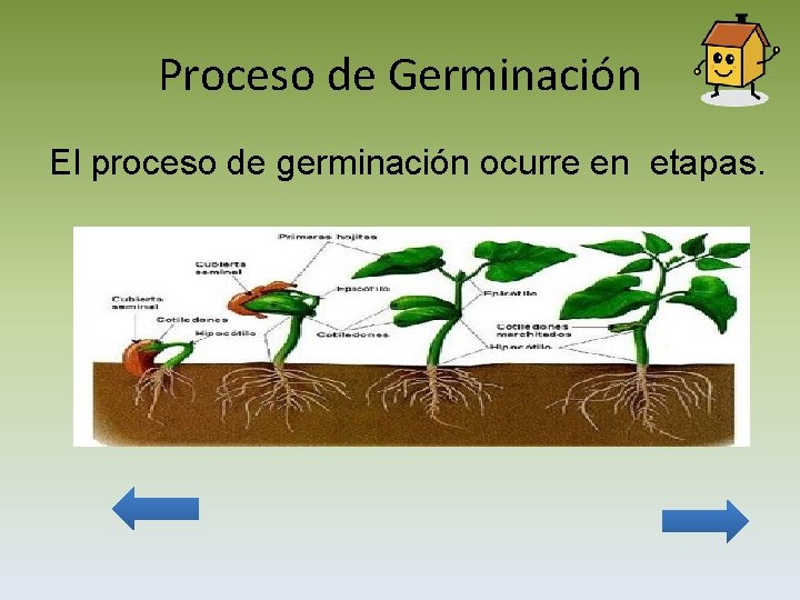 Proceso de Germinación El proceso de germinación ocurre en etapas. 