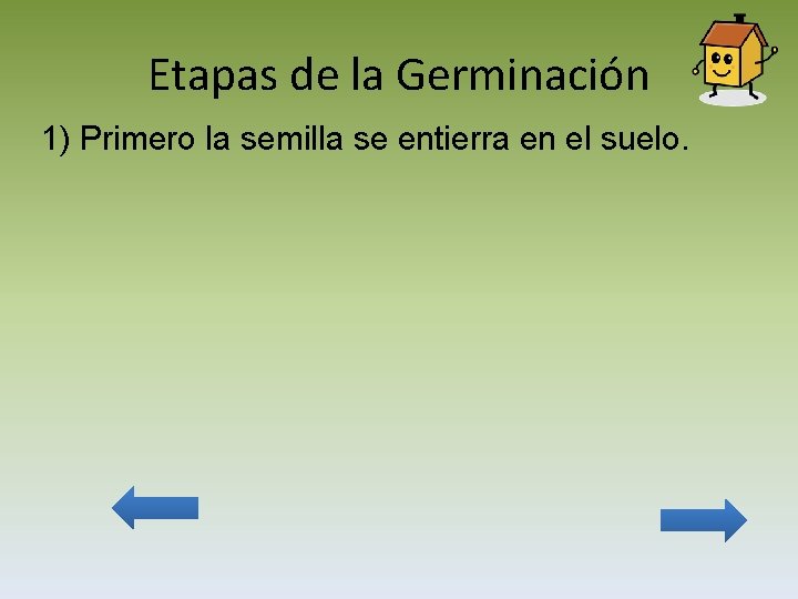 Etapas de la Germinación 1) Primero la semilla se entierra en el suelo. 