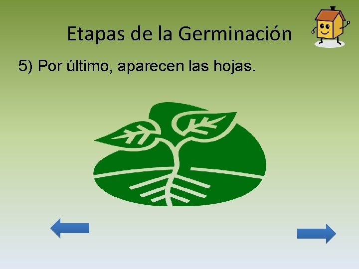 Etapas de la Germinación 5) Por último, aparecen las hojas. 