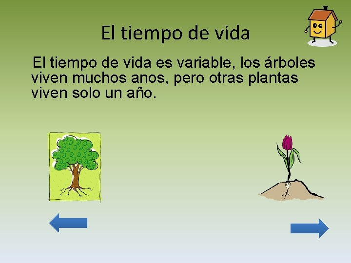 El tiempo de vida es variable, los árboles viven muchos anos, pero otras plantas