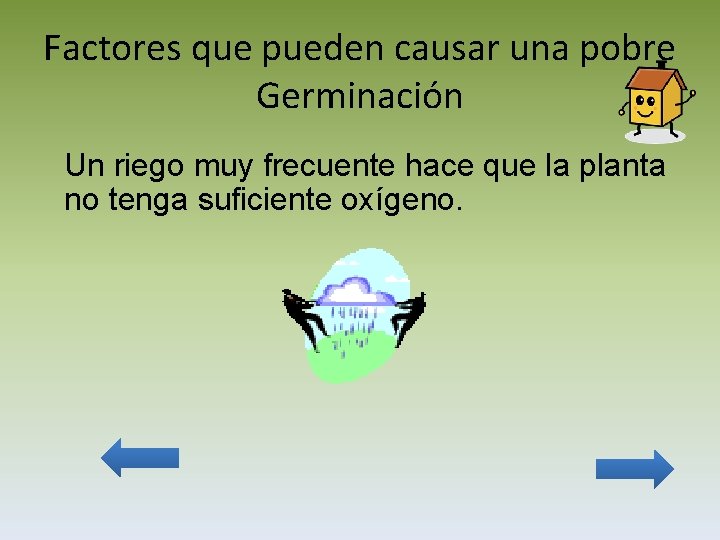 Factores que pueden causar una pobre Germinación Un riego muy frecuente hace que la