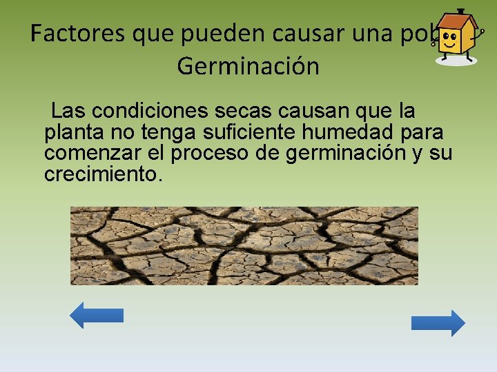 Factores que pueden causar una pobre Germinación Las condiciones secas causan que la planta