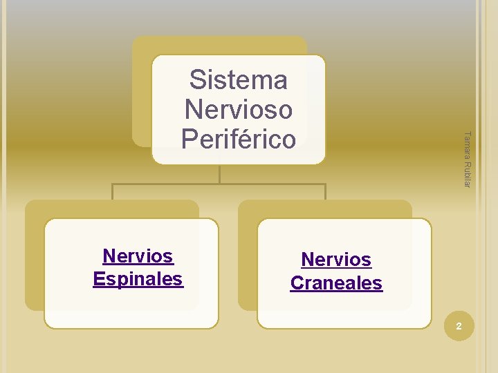 Nervios Espinales Tamara Rubilar Sistema Nervioso Periférico Nervios Craneales 2 