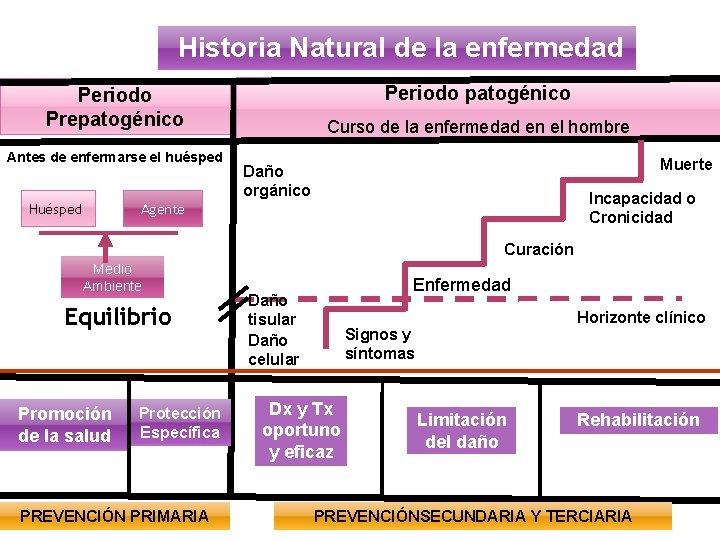 Historia Natural de la Enfermedad En sta etapa
