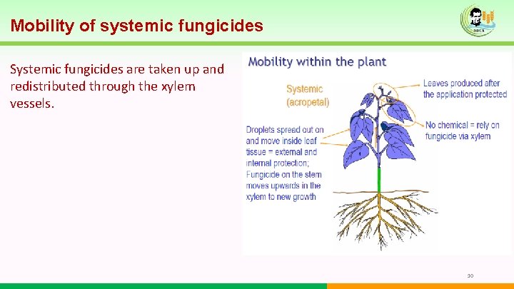 Mobility of systemic fungicides Systemic fungicides are taken up and redistributed through the xylem Mobility of systemic fungicides Systemic fungicides are taken up and redistributed through the xylem