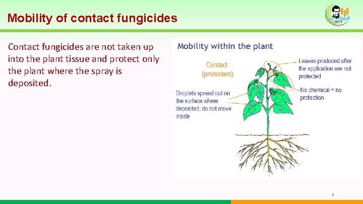 Mobility of contact fungicides Contact fungicides are not taken up into the plant tissue Mobility of contact fungicides Contact fungicides are not taken up into the plant tissue
