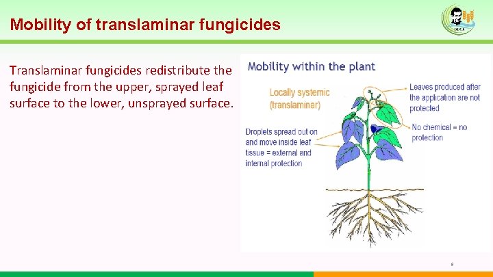 Mobility of translaminar fungicides Translaminar fungicides redistribute the fungicide from the upper, sprayed leaf Mobility of translaminar fungicides Translaminar fungicides redistribute the fungicide from the upper, sprayed leaf