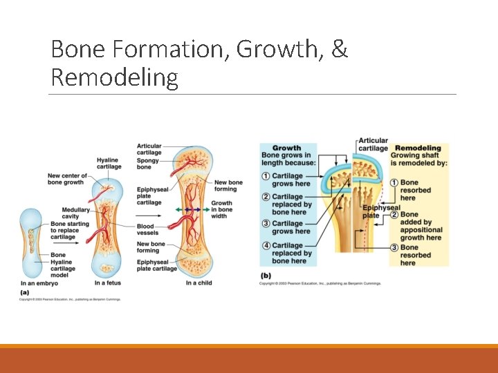 Bone Formation, Growth, & Remodeling 
