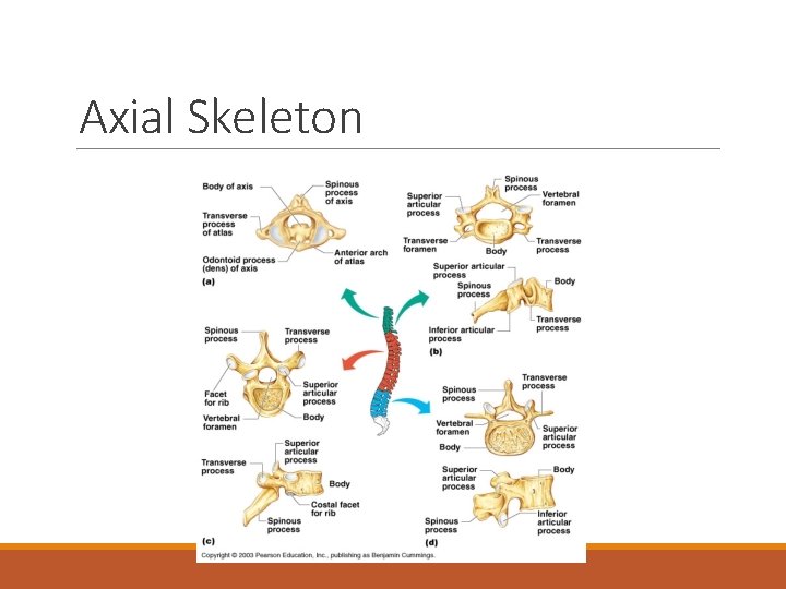 Axial Skeleton 