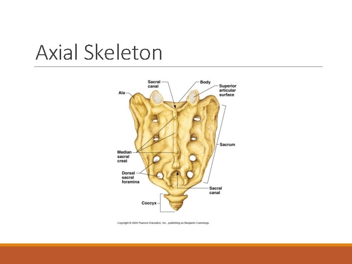 Axial Skeleton 