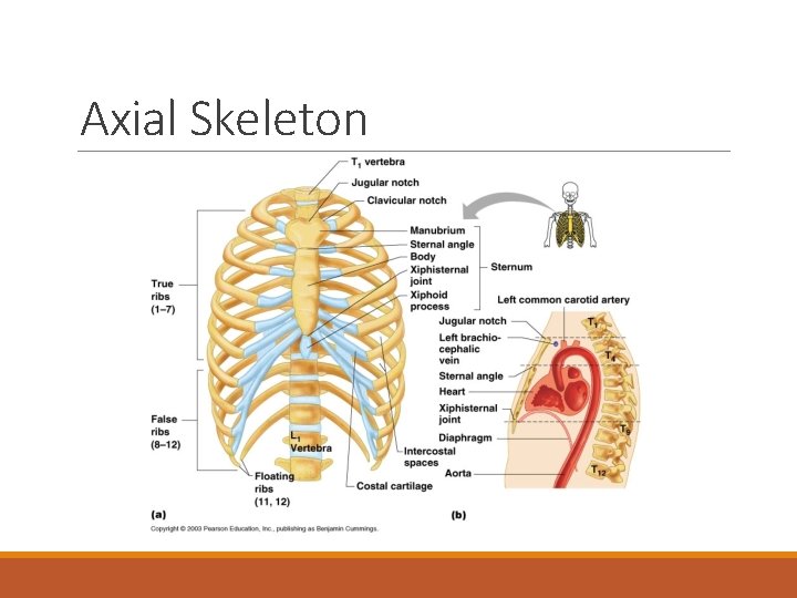 Axial Skeleton 