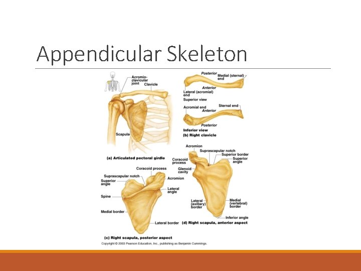 Appendicular Skeleton 
