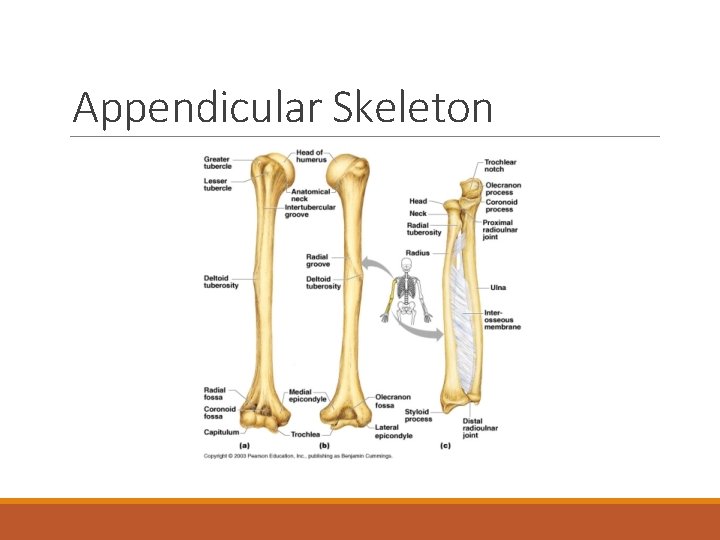 Appendicular Skeleton 