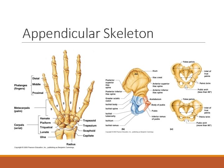 Appendicular Skeleton 