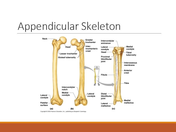 Appendicular Skeleton 