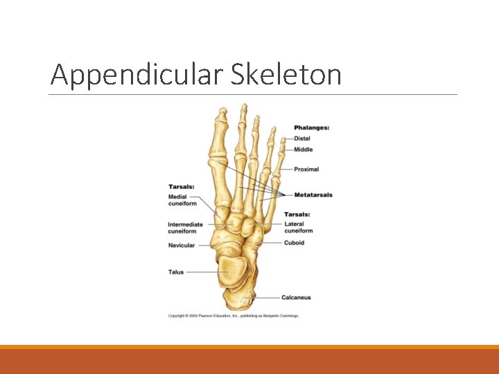 Appendicular Skeleton 
