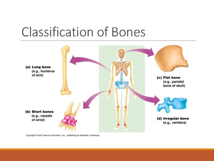 Classification of Bones 