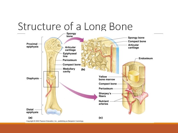 Structure of a Long Bone 