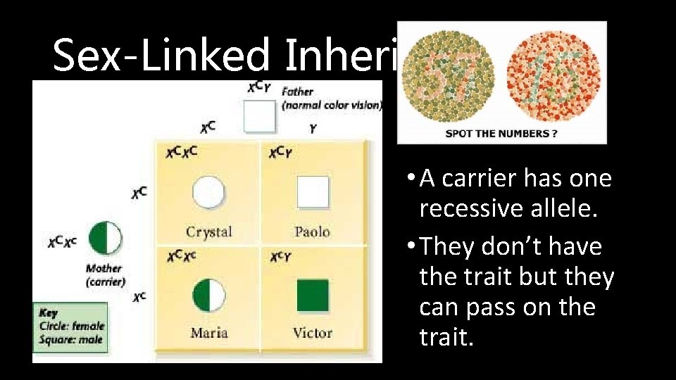 Sex-Linked Inheritance • A carrier has one recessive allele. • They don’t have the Sex-Linked Inheritance • A carrier has one recessive allele. • They don’t have the