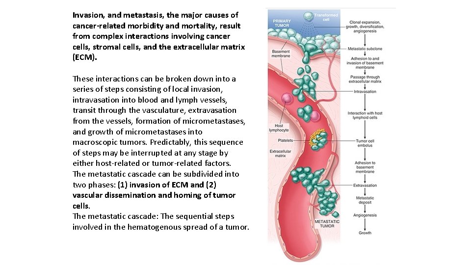 Invasion, and metastasis, the major causes of cancer-related morbidity and mortality, result from complex