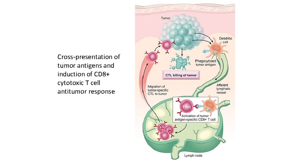 Cross-presentation of tumor antigens and induction of CD 8+ cytotoxic T cell antitumor response