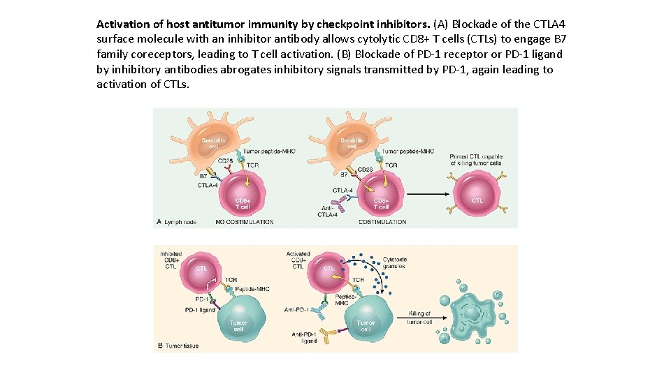 Activation of host antitumor immunity by checkpoint inhibitors. (A) Blockade of the CTLA 4