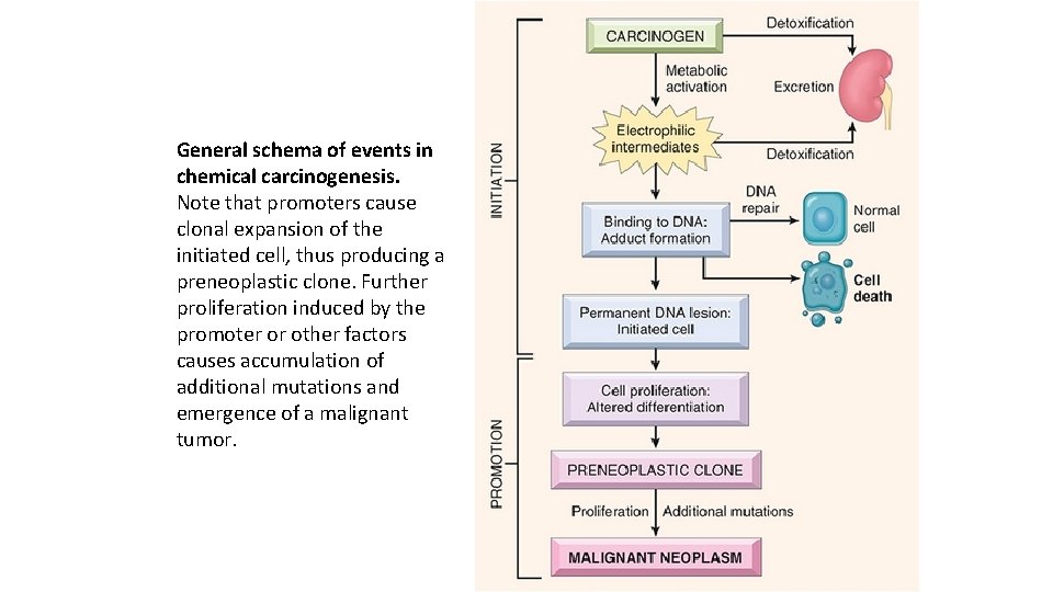 General schema of events in chemical carcinogenesis. Note that promoters cause clonal expansion of
