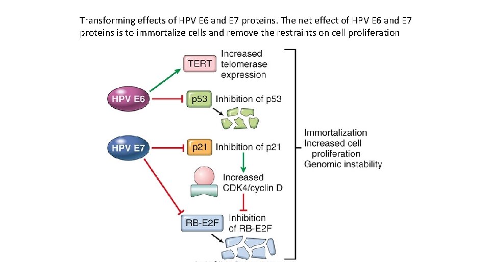 Transforming effects of HPV E 6 and E 7 proteins. The net effect of