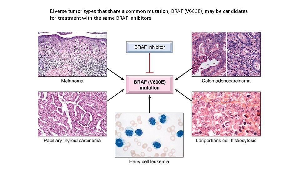 Diverse tumor types that share a common mutation, BRAF (V 600 E), may be