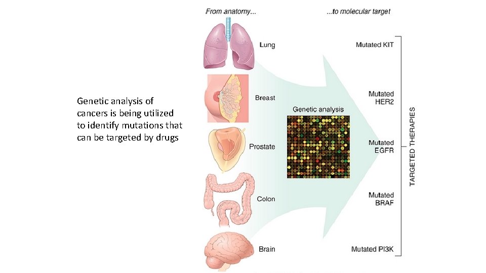 Genetic analysis of cancers is being utilized to identify mutations that can be targeted