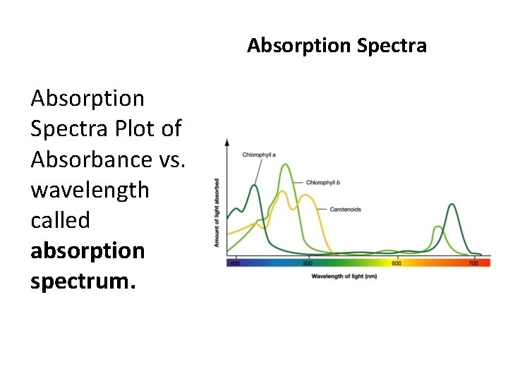 Absorption Spectra Plot of Absorbance vs. wavelength called absorption spectrum. 