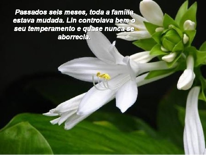 Passados seis meses, toda a família estava mudada. Lin controlava bem o seu temperamento